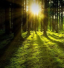 forest with sun streaming through trees