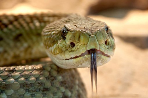 Rattlesnake, Toxic, Snake, Dangerous