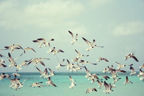 Seagulls, Beach, Gulls, Birds, Wings, Nature, Sea