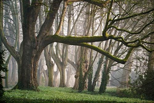 Forest, Fog, Morning, Morgenstimmung