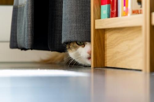 cat hiding behind curtain